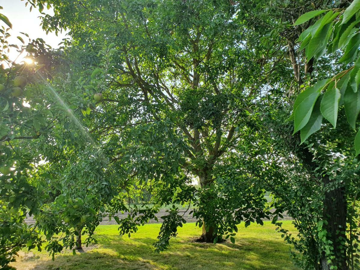 לינה וארוחת בוקר אמיינס "Au Jardin Sur L'Eau" Hortillonnages מראה חיצוני תמונה